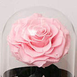Rose Dome Arrangement with a light pink preserved rose under a glass dome, photo 4 of 5