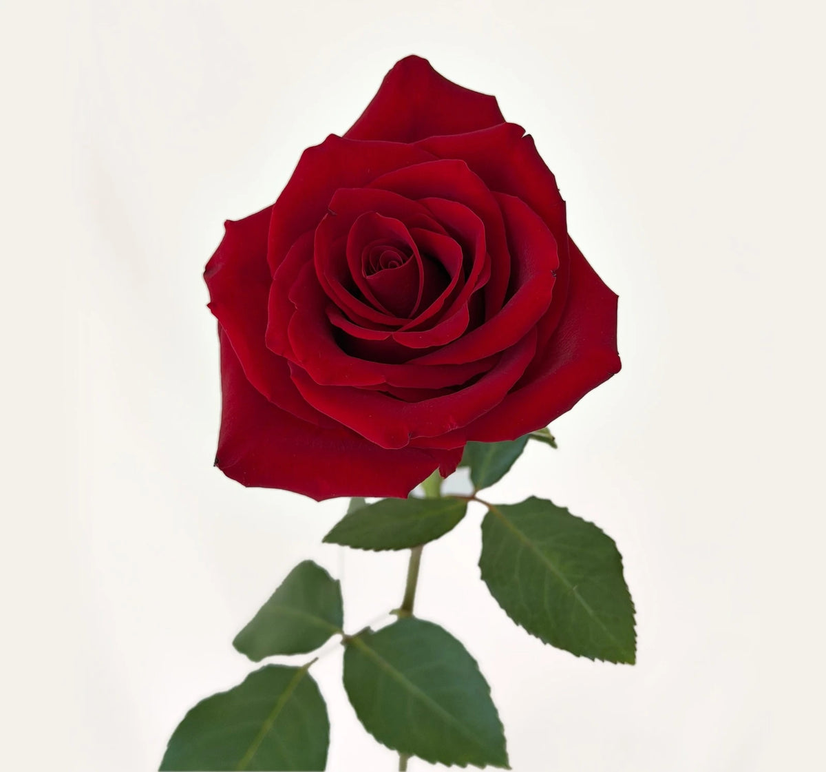 A single long stem red rose on a soft white background