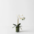 Silk Phalaenopsis Orchid Vase Arrangement