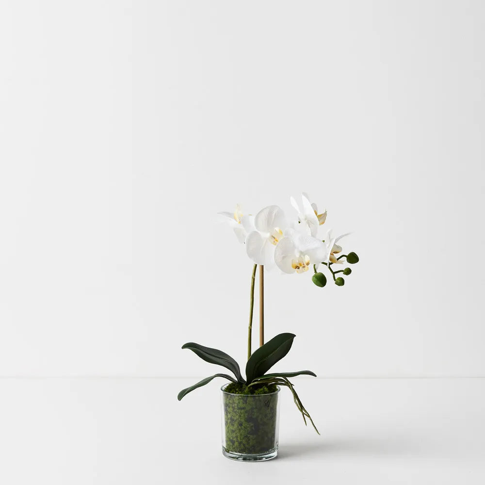 Silk Phalaenopsis Orchid Vase Arrangement