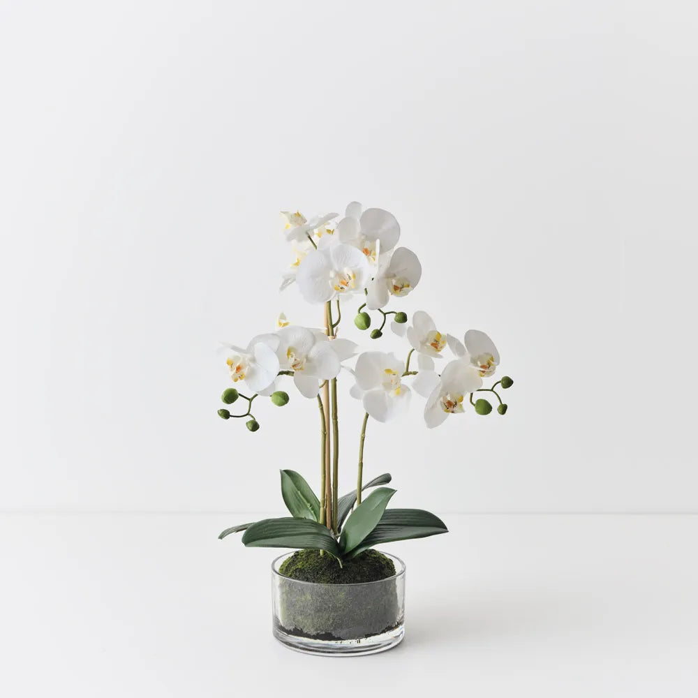 Silk Phalaenopsis Orchid Arrangement in bowl