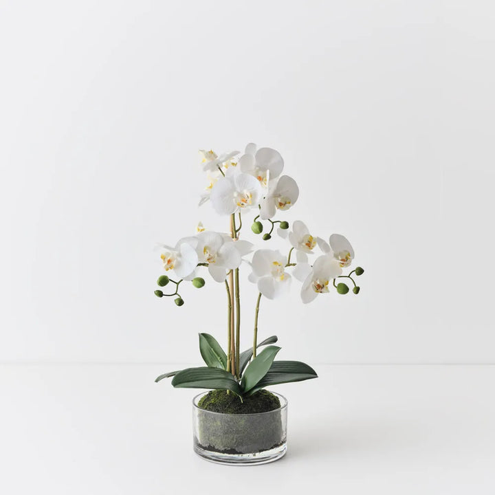 Silk Phalaenopsis Orchid Arrangement in Bowl