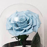 *New* Rose Dome
