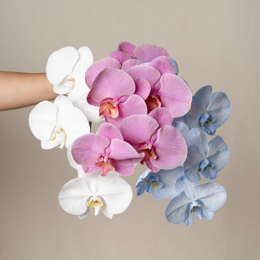 *Special* Phalaenopsis Orchid stems