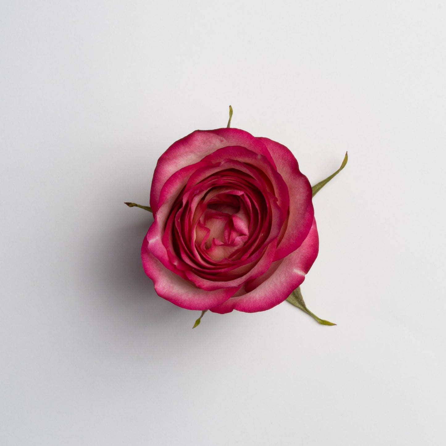 Ceramic Rose Box (Round)