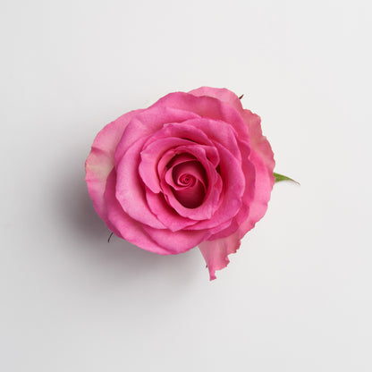 Ecuadorian Roses