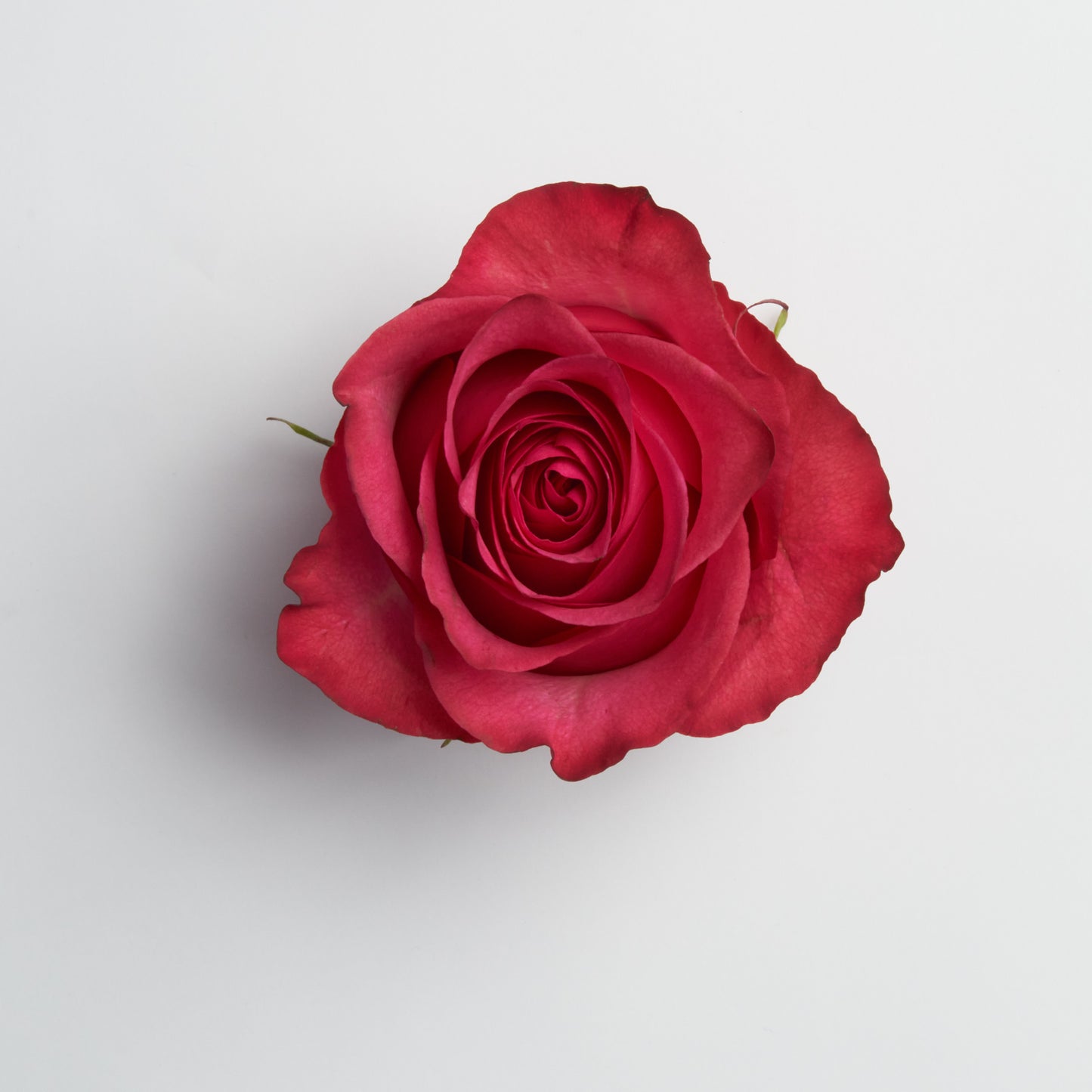 Ceramic Rose Blossom Box