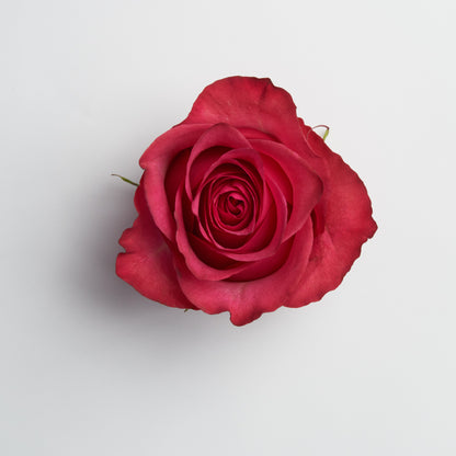 Ecuadorian Roses
