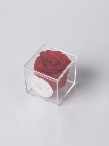 Preserved Cube Rose Box