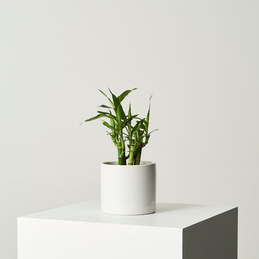 Lucky bamboo
