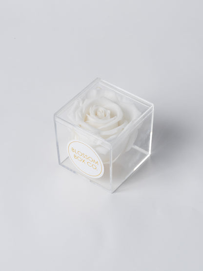 Preserved Cube Rose Box